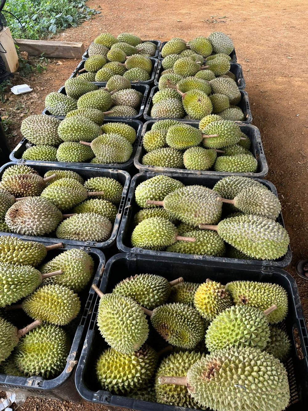 Basket of freshly harvested durian