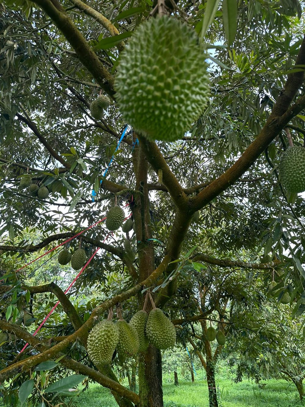 Durians growing on the tree