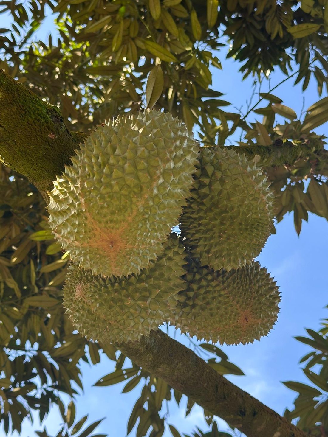 Durians on the tree at the farm
