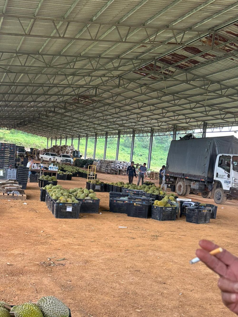 Durian sorted at the farm warehouse